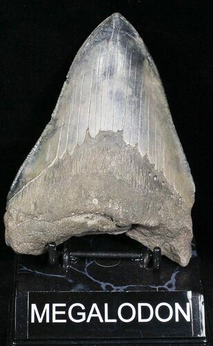 Large Megalodon Tooth - South Carolina #22590